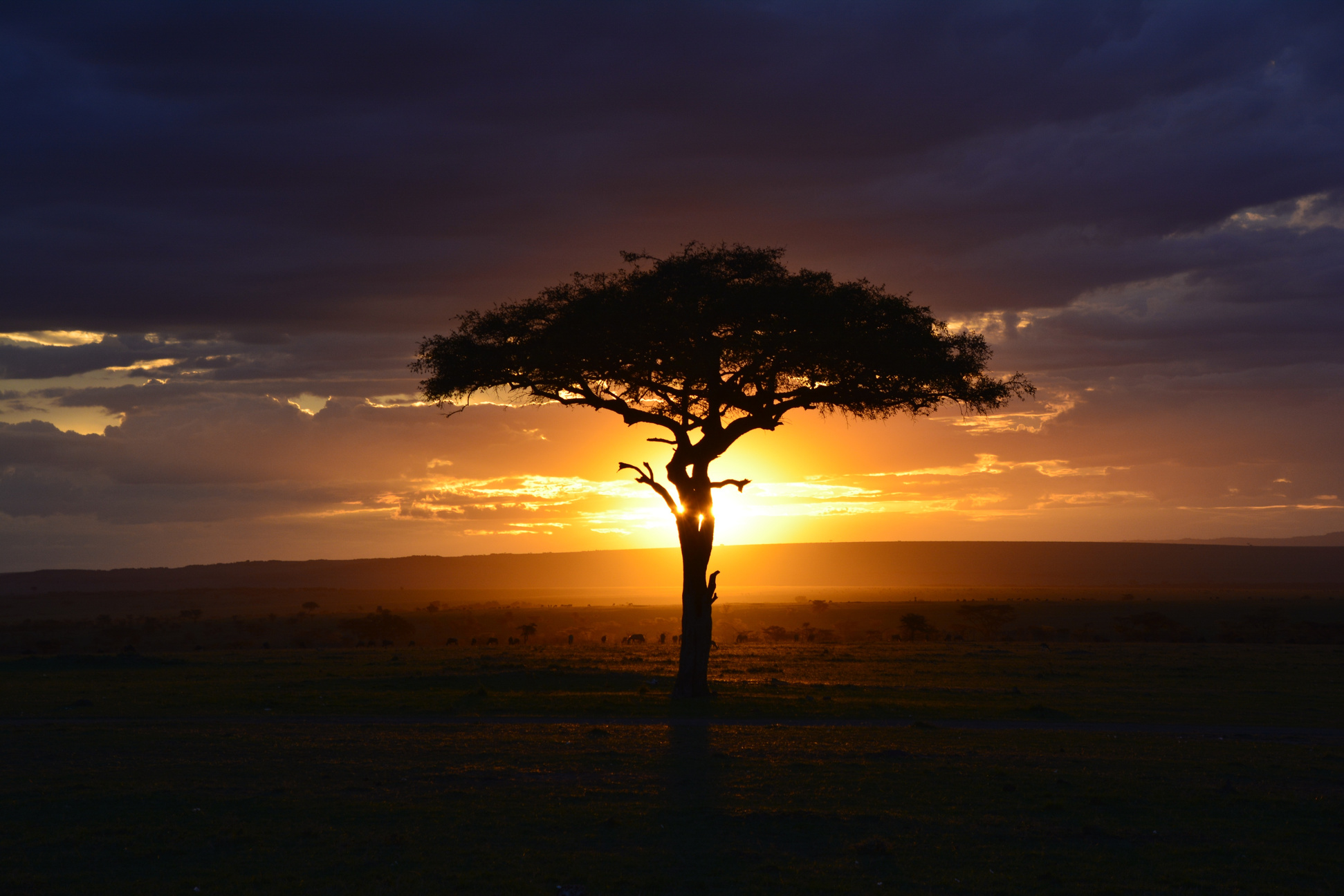 African Safari Landscape At Sunset