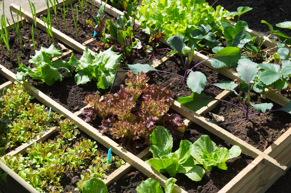 Vegetable Garden and Cold Container